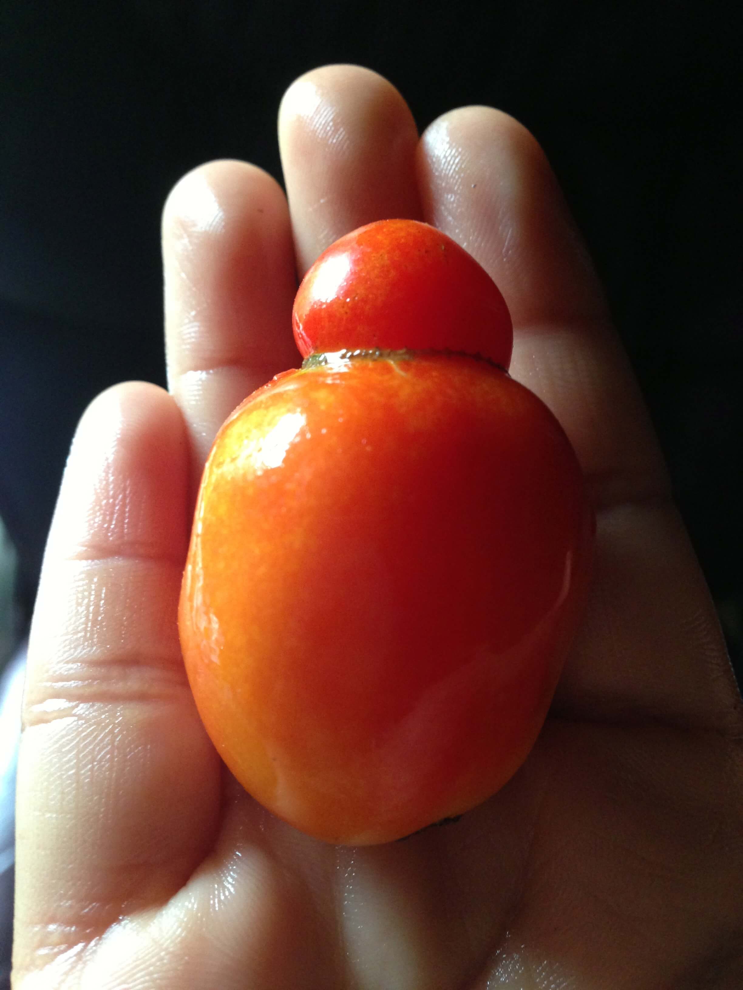 'Imperfectly Perfect Tomato